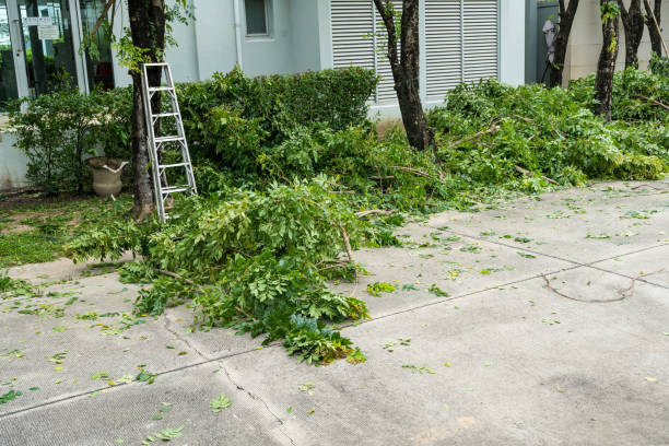 Best Lawn Irrigation Installation and Maintenance  in Lake Mary, FL
