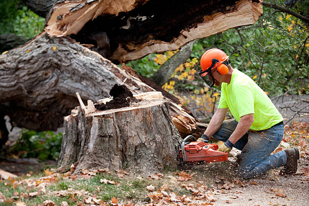 Best Tree Maintenance Programs  in Lake Mary, FL