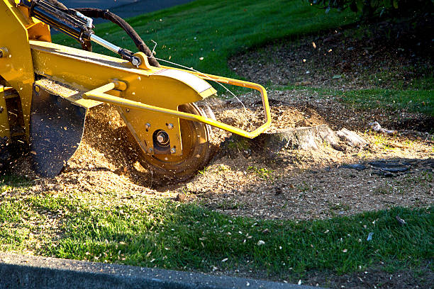 Best Lawn Grading and Leveling  in Lake Mary, FL