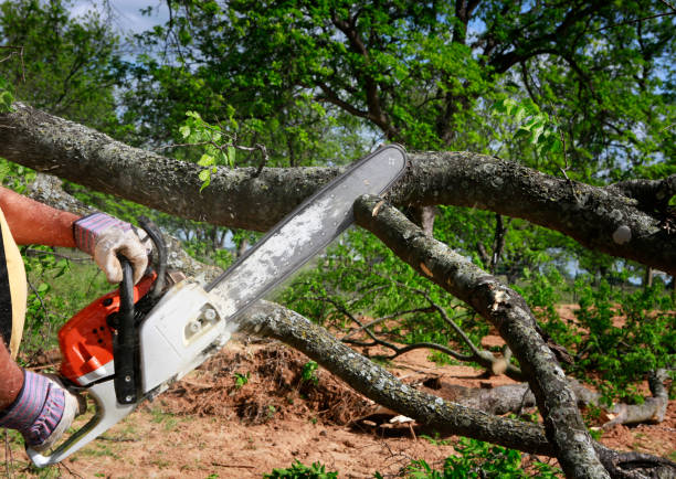 Best Storm Damage Tree Cleanup  in Lake Mary, FL